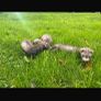 Call ducks pigeons mandarin bantam ferrets Image 8
