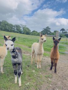Female alpacas for sale