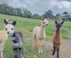 Female alpacas for sale