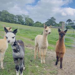 Female alpacas for sale
