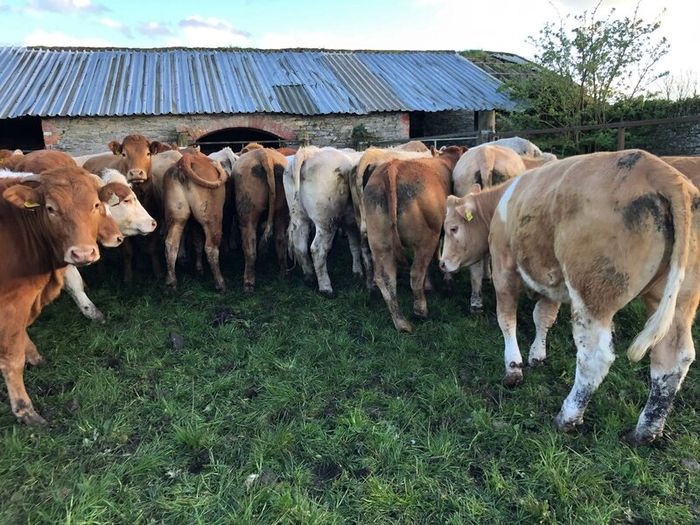 47 super store heifers 450 kg