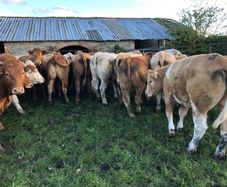 47 super store heifers 450 kg
