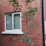ACER Campestre Mature Tree Image 4