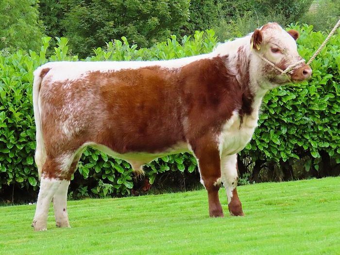Pedigree Irish Moiled Online Timed Auction