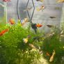 Guppies/Swordtails Image 4