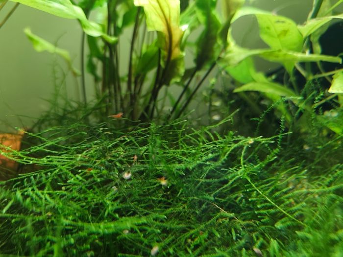 Aquarium moss and plants XXL portions