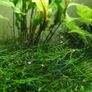 Aquarium moss and plants XXL portions Image 10
