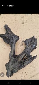 bog oak