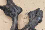 bog oak