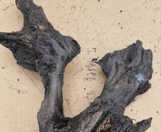 bog oak