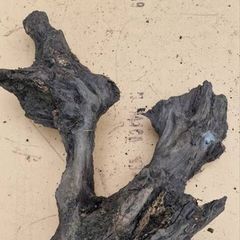 bog oak