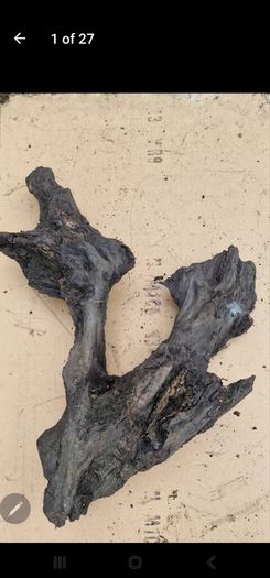 bog oak