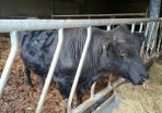Pedigree registered Angus bull
