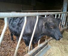 Pedigree registered Angus bull