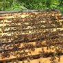National Bee hive Image 2
