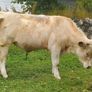 Bull Image 2