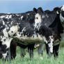 Bostonia Livestock Breeding Females Image 5