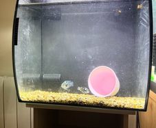 fish tank 54 litre