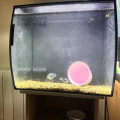 fish tank 54 litre