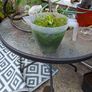aquarium plants Image 3
