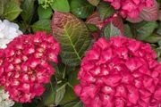 Hydrangea