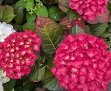 Hydrangea
