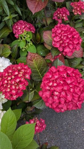 Hydrangea