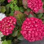Hydrangea Image 2