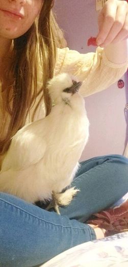 Silkie Bantam Hatching Eggs