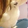 Silkie Bantam Hatching Eggs Image 8