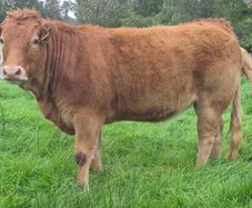 Organic heifers