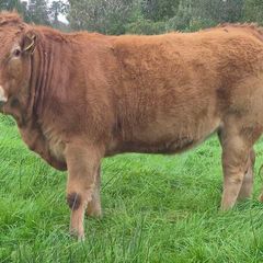 Organic heifers