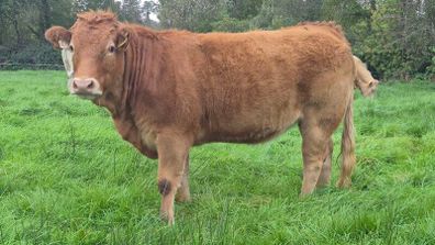 Organic heifers