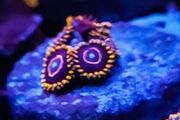 Red hornet zoa
