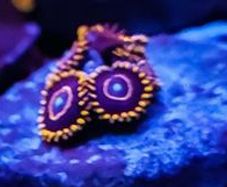 Red hornet zoa