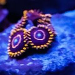 Red hornet zoa