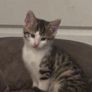 kittens for adoption Image 2