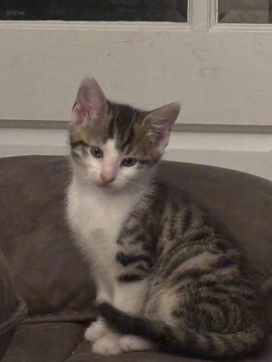 kittens for adoption