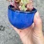 plant Image 2