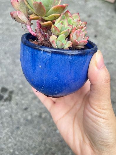 plant