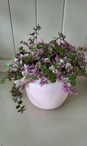Tradescantia Callisia mini ''Pink Panther and Turtle Vine''  Very cute miniature Tradescantia