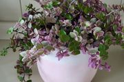 Tradescantia Callisia mini ''Pink Panther and Turtle Vine''  Very cute miniature Tradescantia