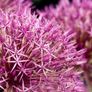 Allium Purple Rain bulbs x 3 Image 3