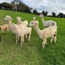 Alpaca Image 5