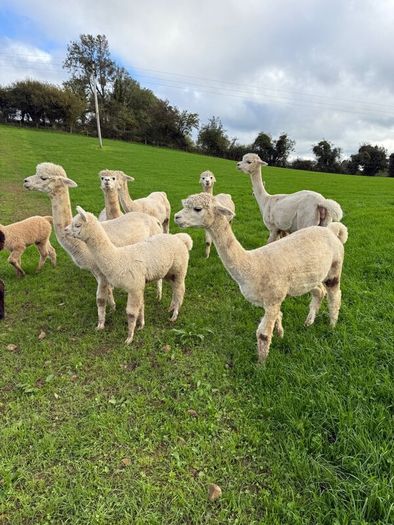 Alpaca