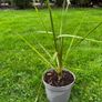 Irish Palm Image 5