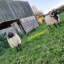 Hogget rams and ram lamb Image 6