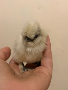 USA silkie chicks