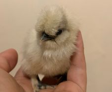 USA silkie chicks