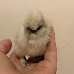 USA silkie chicks